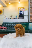 (sold)Milo