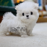 (Sold) Mochi