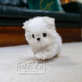 (Sold) Mochi