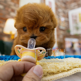 Chai