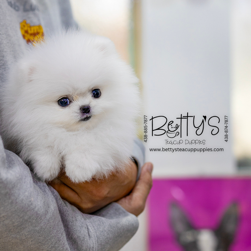 (SOLD)Snowy
