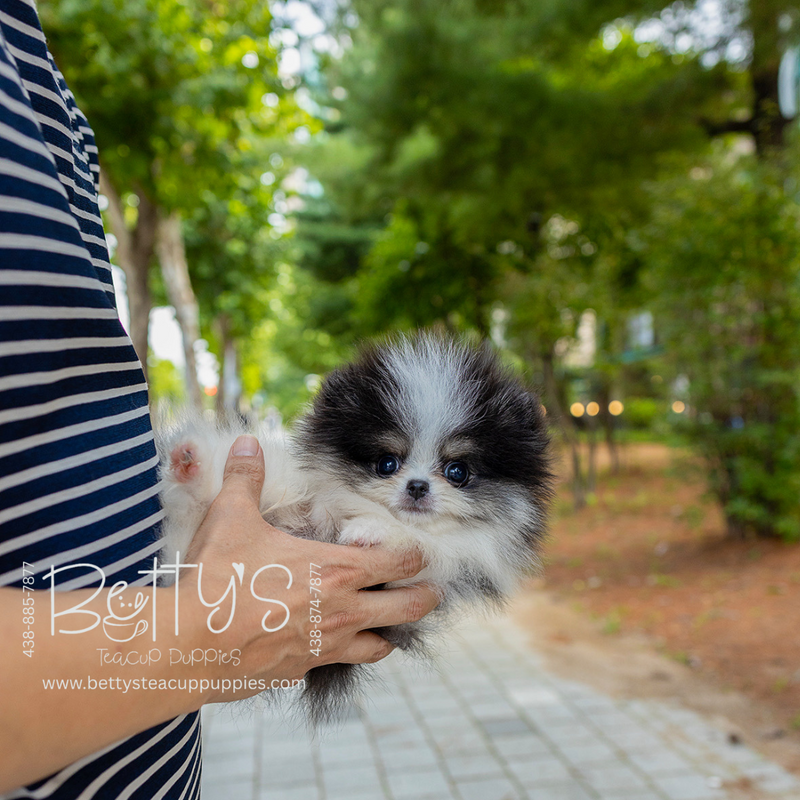 (sold)Oreo