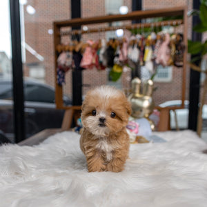 Taffy