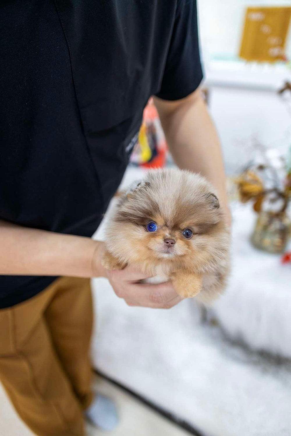Biscotti