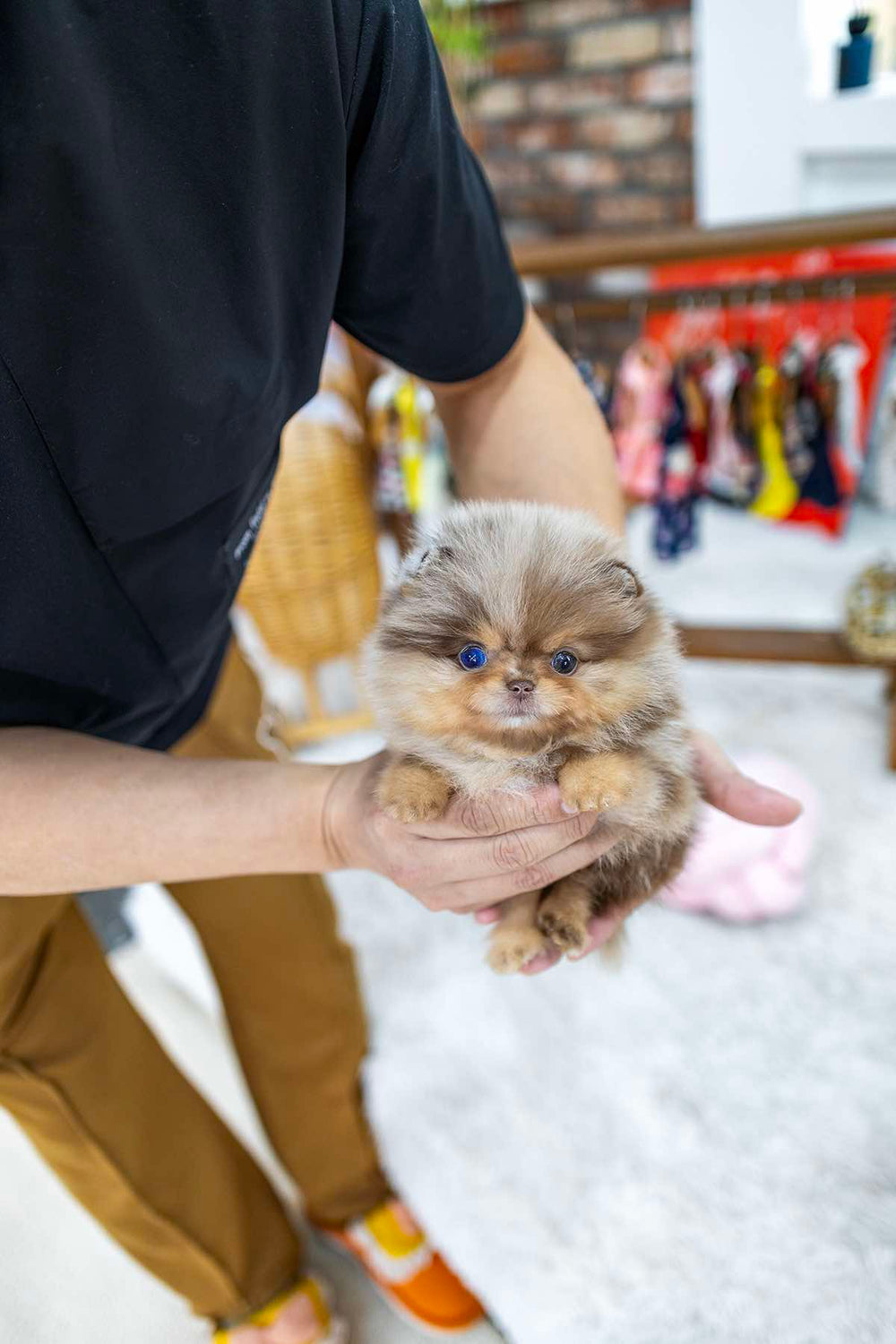 Biscotti