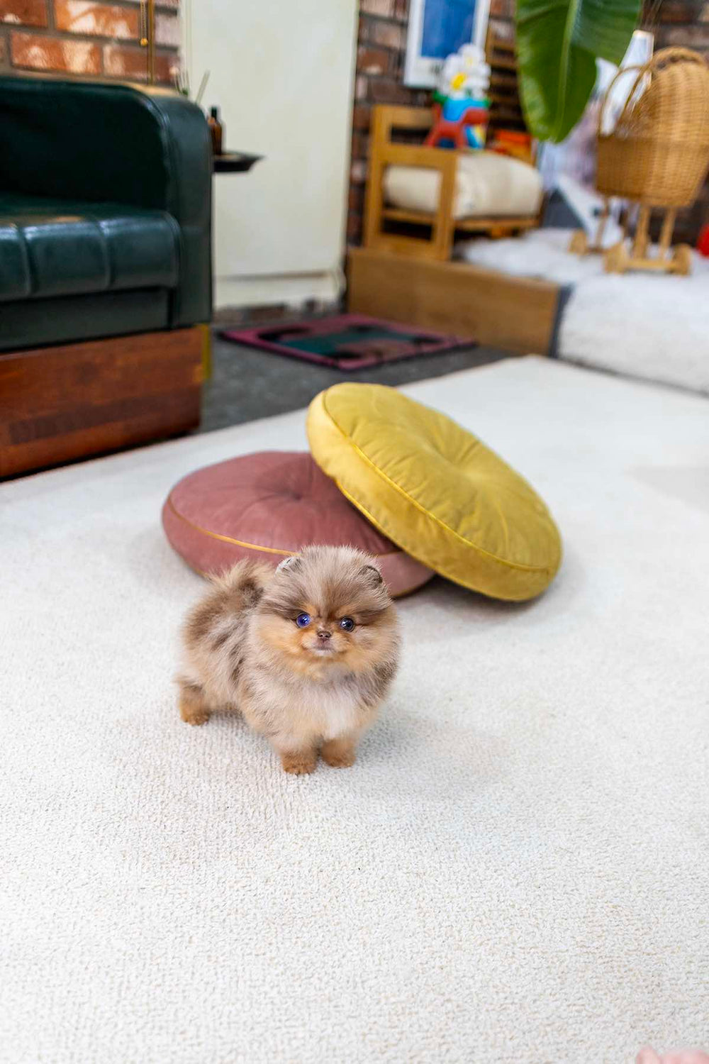 Biscotti