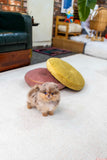 Biscotti