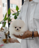 Yuki