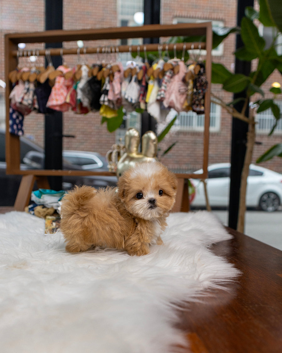 Taffy