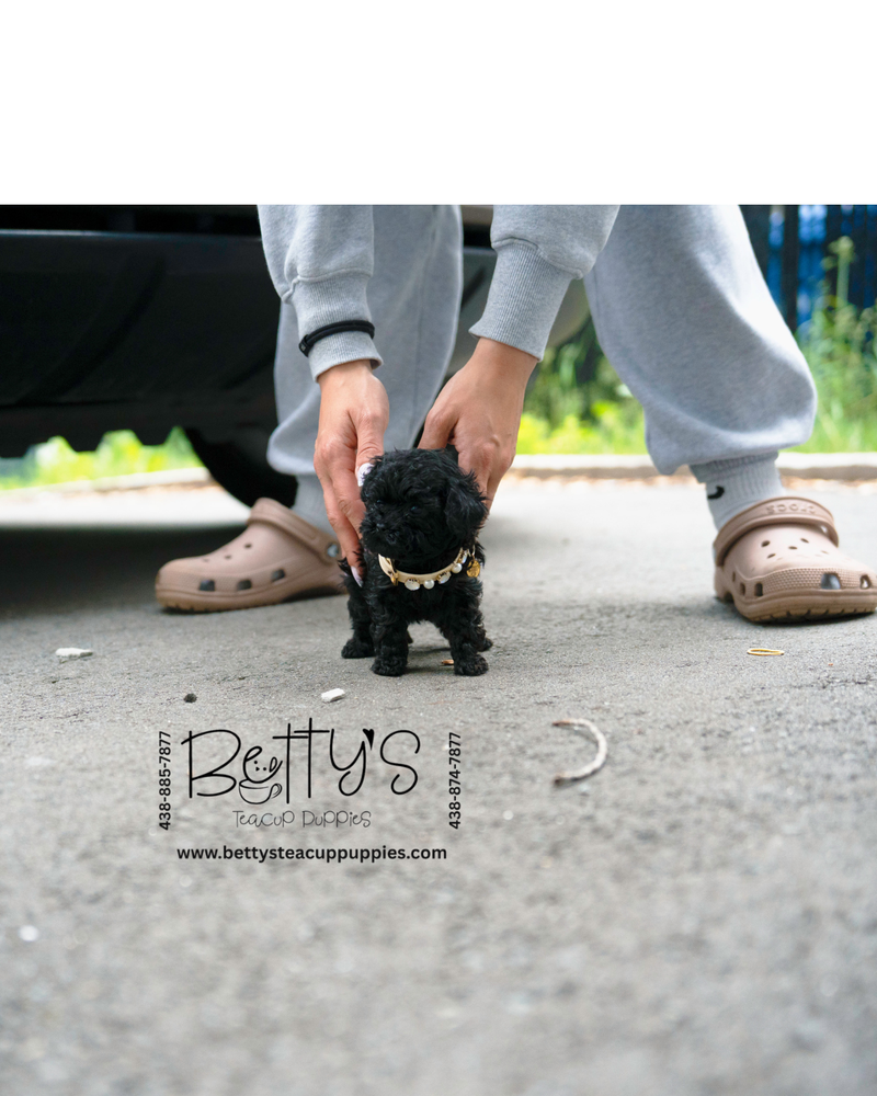 (sold)Shadow