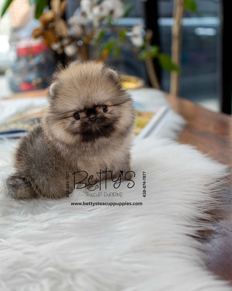 (reserved) Suki