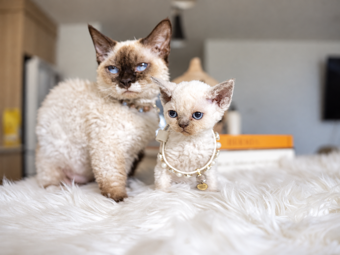 Curly Coated Minskin Kittens