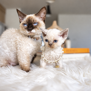 Curly Coated Minskin Kittens