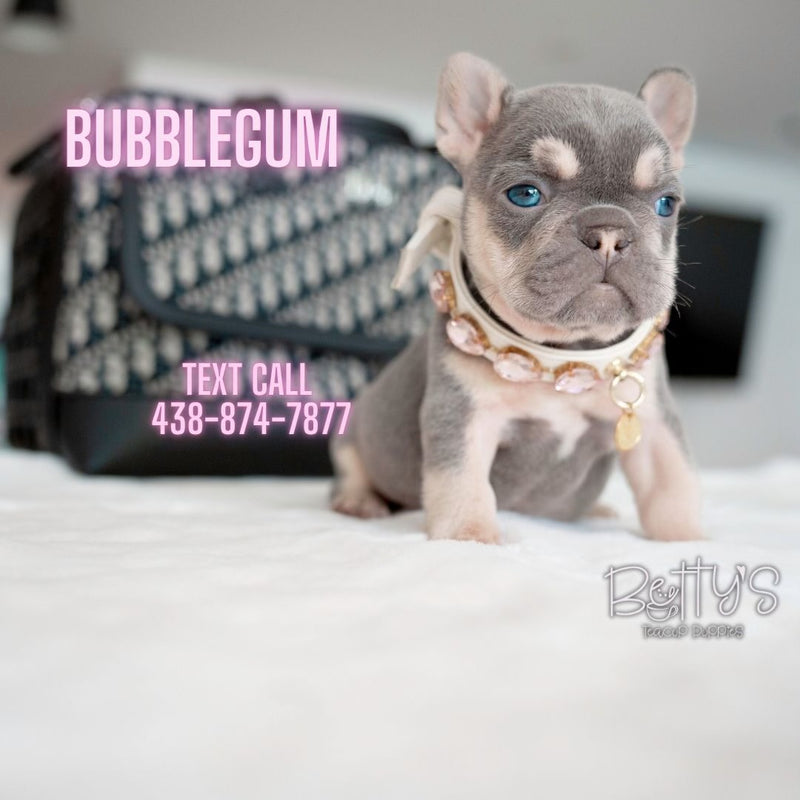 Bubblegum