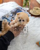 (Sold)Bunny