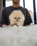 Chip