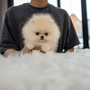 Chip