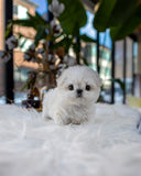 Neve