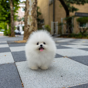 Gizmo