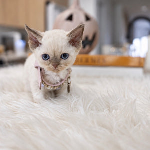 Curly Coated Minskin Kittens