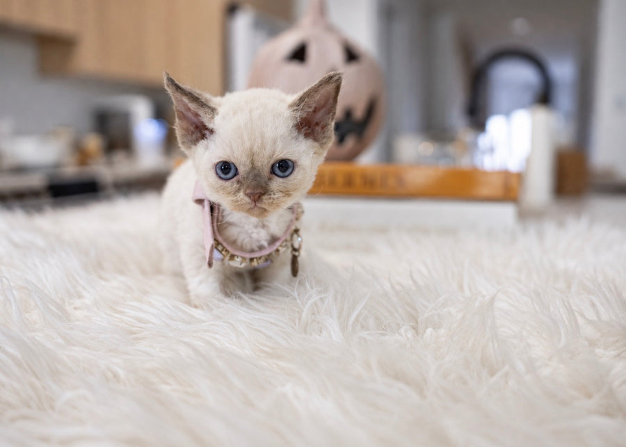 Curly Coated Minskin Kittens