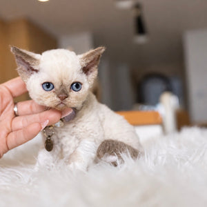 Curly Coated Minskin Kittens
