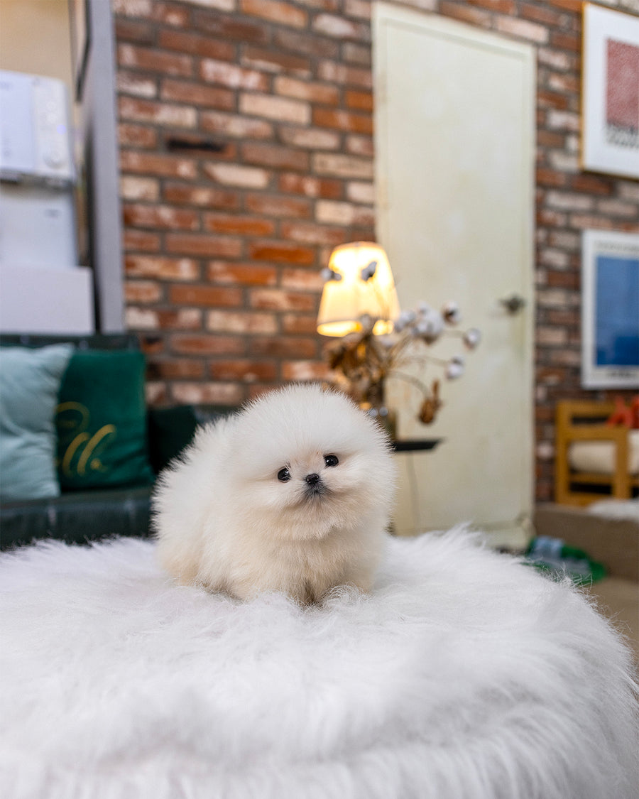 Nilla