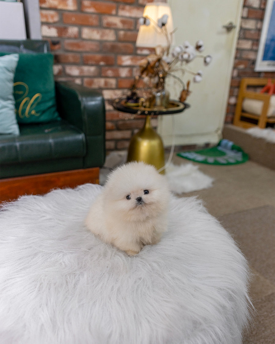 Nilla
