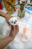 (Sold)Benji