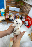 (Sold)Benji