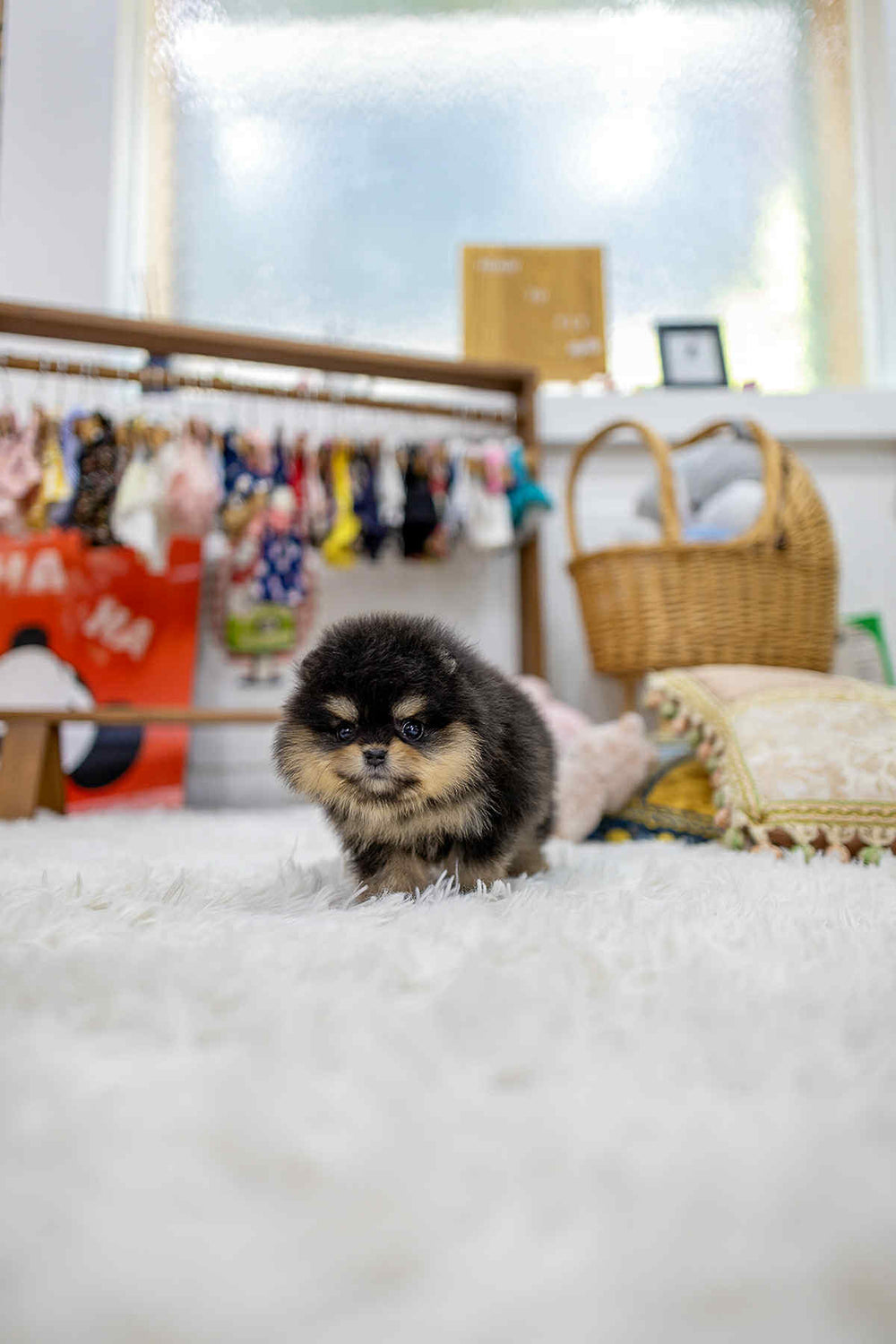 Cocoa