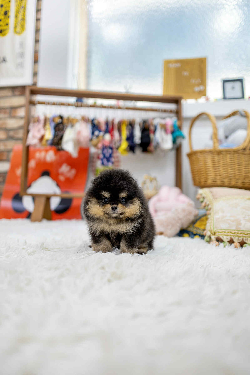 Cocoa