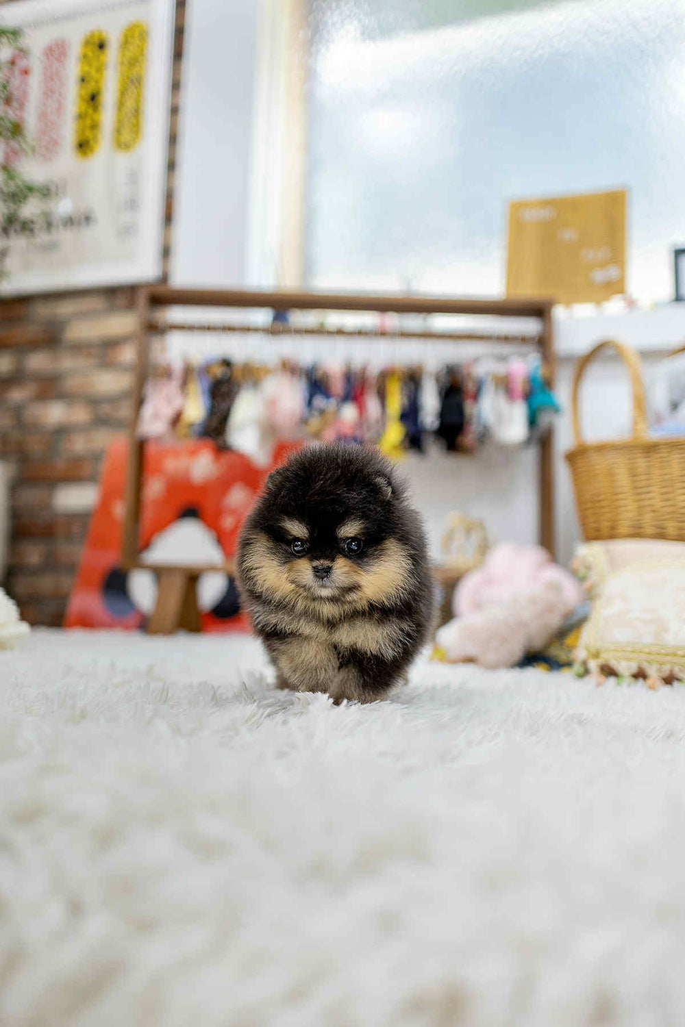 Cocoa