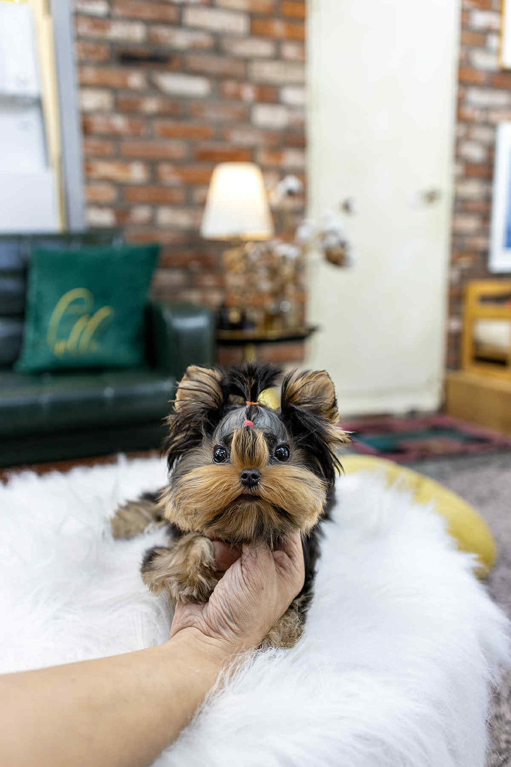 Tinkerbell