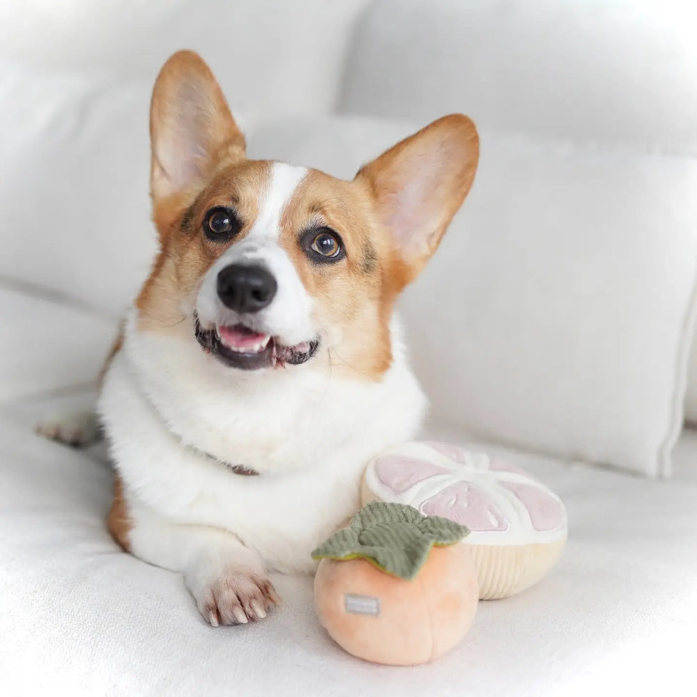 GrapeFruit Enrichment Toy