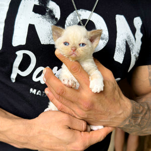 Curly Coated Minskin Kittens